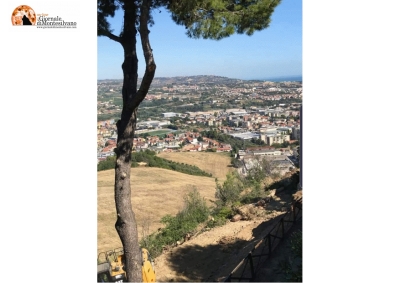 Montesilvano colle, "un pino secolare è stato abbattuto sotto il belvedere della chiesa di San Michele"