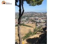 Montesilvano colle, "un pino secolare è stato abbattuto sotto il belvedere della chiesa di San Michele"