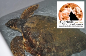 foto repertorio e generica