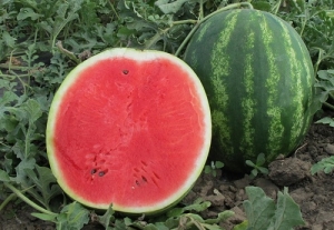 cocomero
