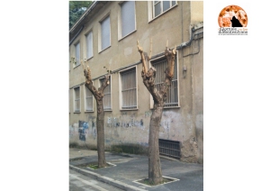 Chieti, ambientalisti contro Comune: potature e capitozzature indiscriminate