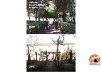Manoppello. Capitozzature e abbattimenti nel giardino storico di Santa Maria Arabona.