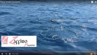foca monaca avvistata a Tricase leccese