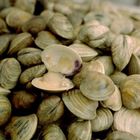 Pescara. Vongole per Natale, si possono pescare