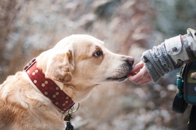 Montesilvano. "Mi fido di te: dal contatto alla relazione", progetto di pet therapy