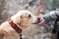 Montesilvano. "Mi fido di te: dal contatto alla relazione", progetto di pet therapy