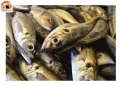 Pesce fresco, questa notte ripartono i pescherecci abruzzesi.