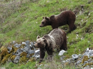 Orso bruno marsicano. I volontari chiedono blocco bracconieri e impegno PATOM.