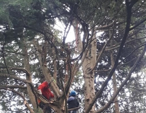 Loreto Aprutino, potato il grande cipresso del Parco dei Ligustri