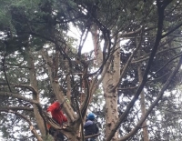 Loreto Aprutino, potato il grande cipresso del Parco dei Ligustri