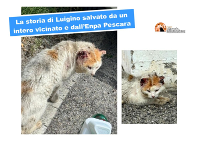 Montesilvano: Luigino, gatto randagio salvato da intero vicinato: "provvidenziale l'intervento Enpa".