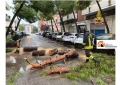 Pescara/maltempo. Mezzi in sosta schiacciati da un albero caduto.