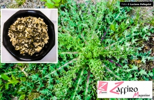 Ricette e cucina: riso e cascigno