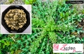 Ricette e cucina: riso e cascigno