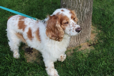 Covid 19/Animali. Passeggiatina con il cane e autocertificazione per le gattare