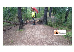 Pescara/Pineta dopo le piogge. Caduti altri alberi, prorogata la chiusura per garantire la sicurezza