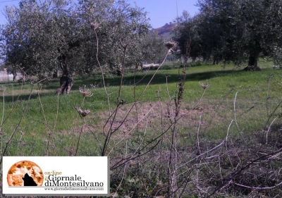 Abruzzo. Camminata tra gli Olivi, tra la storia e la ruralità