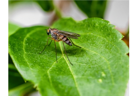 Montesilvano: parte la disinfestazione