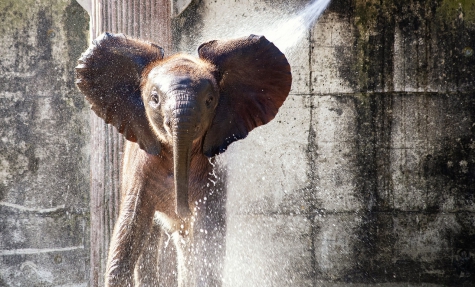 Zoo d'Abruzzo, ingresso gratis per gli eroi della Pandemia