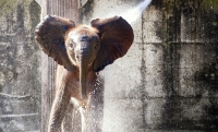 Zoo d'Abruzzo, ingresso gratis per gli eroi della Pandemia