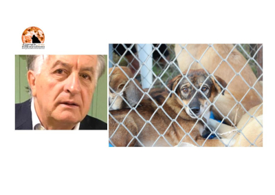 Abruzzo. Approvata in Consiglio Regionale modifica Legge benessere animali: "non combatte il randagismo".
