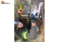 Pescara, i vigili del fuoco recuperano un gattino in pericolo.