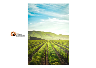 Abruzzo. 8.8 milioni per interventi per attività agricole e zootecniche nelle zone montane