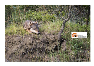 Lupo colpito da un’arma da fuoco in fin di vita in provincia di Pavia. "Ogni lupo ucciso è un grave danno per l’ambiente"