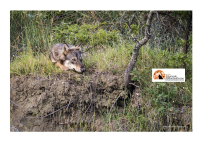 Lupo colpito da un’arma da fuoco in fin di vita in provincia di Pavia. "Ogni lupo ucciso è un grave danno per l’ambiente"