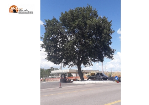 Requiem della Quercia di Moscufo. ANAS non accetta compromessi.