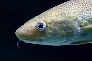 Inquinamento: plastica nello stomaco dei pesci del Mare del Nord/Baltico