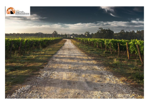 Maltempo/agricoltura, da 15 giorni impossibilità di accedere ai vigneti per trattamenti.