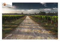 Maltempo/agricoltura, da 15 giorni impossibilità di accedere ai vigneti per trattamenti.
