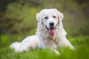 Fossacesia. Animali d'affezione abbandonati. "Diritti animali, problema di cittadini e Comune"