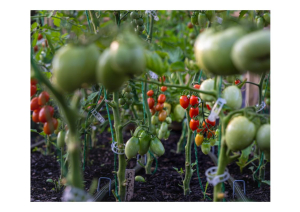 Filiera agroalimentare e sostenibilità: l'infografica Bennet mostra la via per la transizione green