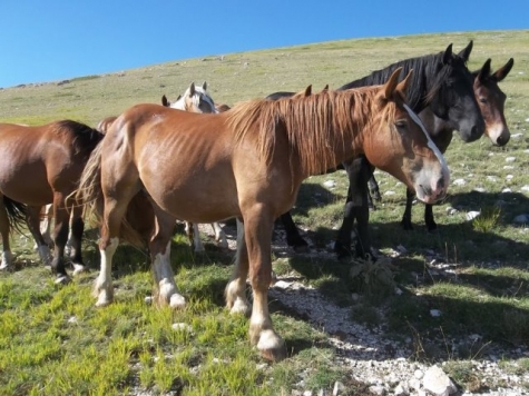 Abruzzo. Escursione nella Riserva naturale del Monte Genzana