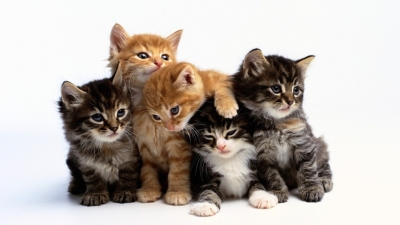Canada, 4 giorni in prigione perché ama i suoi sei gatti. Regolamento ne prevede 1