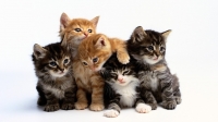 Canada, 4 giorni in prigione perché ama i suoi sei gatti. Regolamento ne prevede 1