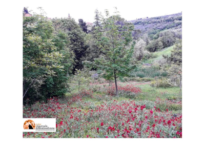 Appuntamento in Giardino, a Loreto Aprutino