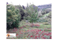 Appuntamento in Giardino, a Loreto Aprutino