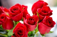 Stalking.Regalare mazzo di fiori può esserlo