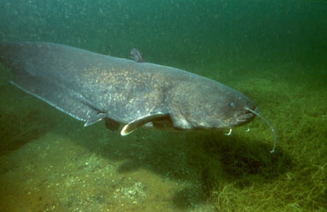 Fiume Pescara/Pesce siluro, multato il responsabile