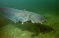 Fiume Pescara/Pesce siluro, multato il responsabile