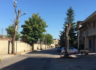 Collecorvino, alberi di 70 anni “fatti a pezzi per far spazio al cemento”