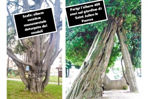 Un esempio di rispetto verso gli alberi