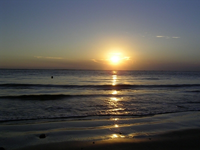 mare