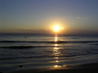 mare