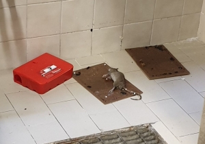 topo circondato da scarafaggi