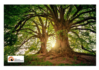 Quanti sono gli alberi tutelati in Italia? 4.655.