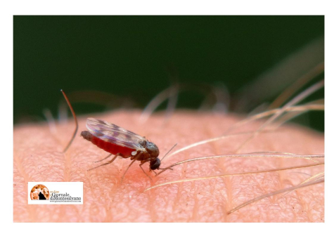 Abruzzo/West Nile e ad oggi non c'è alcuna emergenza sul nostro territorio